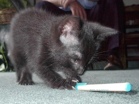 the kitten