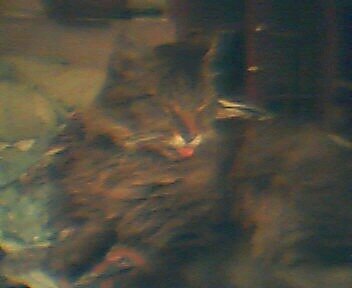 Oliver Says "Baaaahff!"